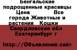 Бенгальские подрощенные красавцы. › Цена ­ 20 000 - Все города Животные и растения » Кошки   . Свердловская обл.,Екатеринбург г.
